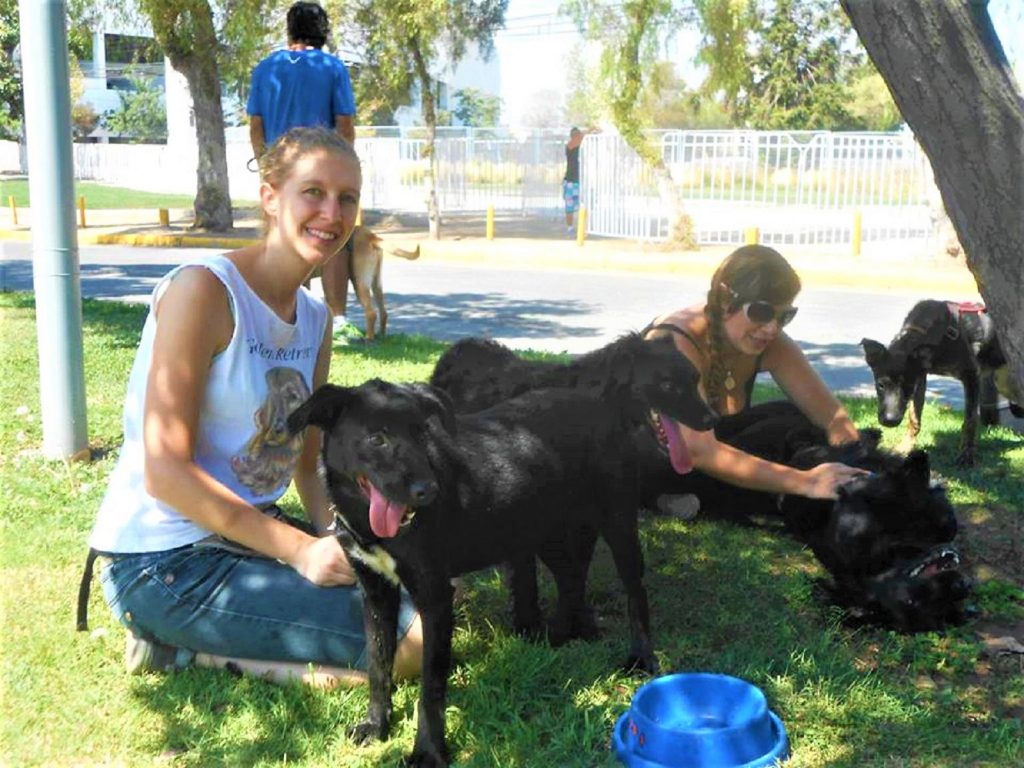 Freiwilligenarbeit Straβenhunde Chile