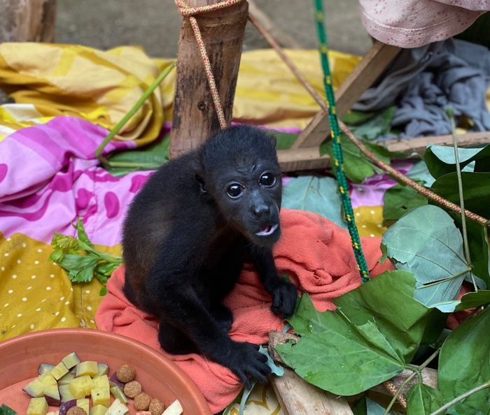 Volunteering in Animal Welfare in Costa Rica