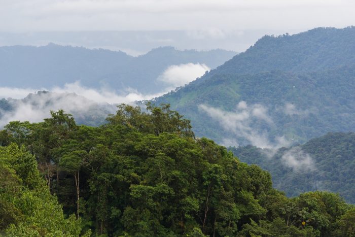 Volunteer Work in the Cloud Forest Ecuador - South America Inside