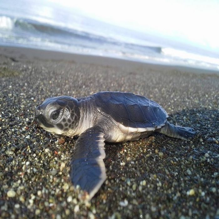 Volunteering with Sea Turtles in Panama - South America Inside