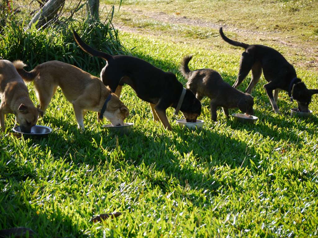 Help Street Dogs in Paraguay - South America Inside